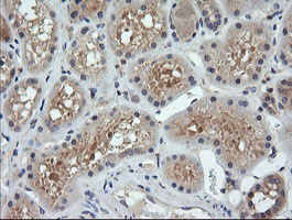 IHC of paraffin-embedded Human Kidney tissue using anti-PARVA mouse monoclonal antibody.