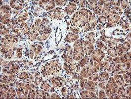 IHC of paraffin-embedded Human pancreas tissue using anti-PARVA mouse monoclonal antibody.