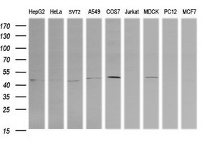 Western blot of extracts (35 ug) from 9 different cell lines by using anti-PARVA monoclonal antibody (HepG2: human; HeLa: human; SVT2: mouse; A549: human; COS7: monkey; Jurkat: human; MDCK: canine; PC12: rat; MCF7: human).