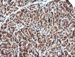 IHC of paraffin-embedded Human pancreas tissue using anti-PARVA mouse monoclonal antibody.