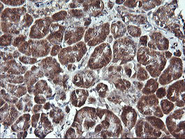 IHC of paraffin-embedded Human pancreas tissue using anti-PARVA mouse monoclonal antibody. (Heat-induced epitope retrieval by 10mM citric buffer, pH6.0, 120°C for 3min).