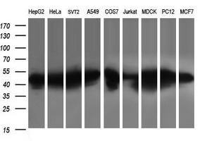 Western blot of extracts (35ug) from 9 different cell lines by using anti-PARVA monoclonal antibody (HepG2: human; HeLa: human; SVT2: mouse; A549: human; COS7: monkey; Jurkat: human; MDCK: canine; PC12: rat; MCF7: human).