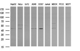 Western blot of extracts (35ug) from 9 different cell lines by using anti-PARVA monoclonal antibody (HepG2: human; HeLa: human; SVT2: mouse; A549: human; COS7: monkey; Jurkat: human; MDCK: canine; PC12: rat; MCF7: human).