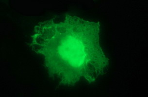 Anti-PARVA mouse monoclonal antibody immunofluorescent staining of COS7 cells transiently transfected by pCMV6-ENTRY PARVA.