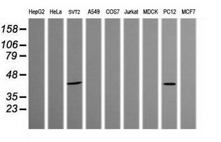 Western blot of extracts (35ug) from 9 different cell lines by using anti-PARVA monoclonal antibody (HepG2: human; HeLa: human; SVT2: mouse; A549: human; COS7: monkey; Jurkat: human; MDCK: canine; PC12: rat; MCF7: human).