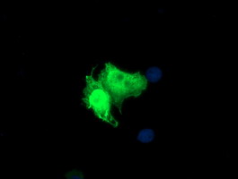 Anti-PARVA mouse monoclonal antibody immunofluorescent staining of COS7 cells transiently transfected by pCMV6-ENTRY PARVA.