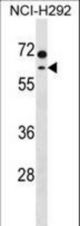 MCCC2 Antibody western blot of NCI-H292 cell line lysates (35 ug/lane). The MCCC2 antibody detected the MCCC2 protein (arrow).