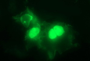 Anti-PARVB mouse monoclonal antibody immunofluorescent staining of COS7 cells transiently transfected by pCMV6-ENTRY PARVB.
