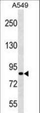 PASD1 Antibody western blot of A549 cell line lysates (35 ug/lane). The PASD1 antibody detected the PASD1 protein (arrow).