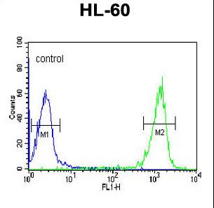 PATL1 Antibody flow cytometry of HL-60 cells (right histogram) compared to a negative control cell (left histogram). FITC-conjugated goat-anti-rabbit secondary antibodies were used for the analysis.