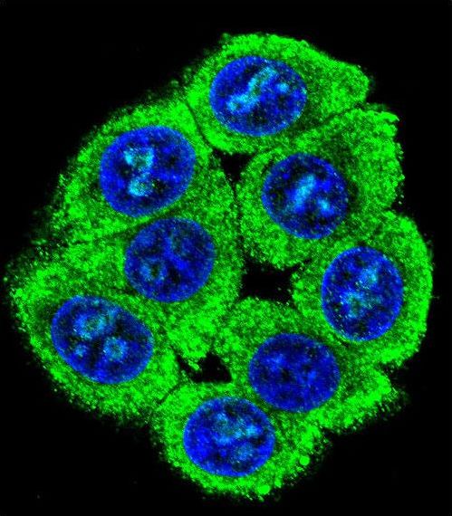 Confocal immunofluorescent of PATL2 Antibody with 293 cell followed by Alexa Fluor 488-conjugated goat anti-rabbit lgG (green). DAPI was used to stain the cell nuclear (blue).