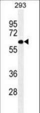 PATL2 Antibody western blot of 293 cell line lysates (35 ug/lane). The PATL2 antibody detected the PATL2 protein (arrow).