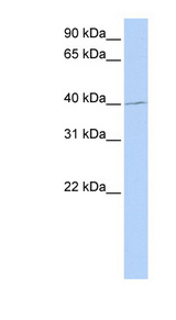 PAX1 antibody LS-C102742 Western blot of 721_B cell lysate.