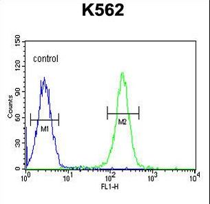 PAX1 Antibody flow cytometry of K562 cells (right histogram) compared to a negative control cell (left histogram). FITC-conjugated goat-anti-rabbit secondary antibodies were used for the analysis.