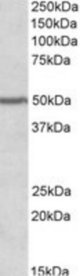 PAX1 antibody (0.2 ug/ml) staining of Human Cerebellum lysate (35 ug protein/ml in RIPA buffer). Primary incubation was 1 hour. Detected by chemiluminescence.