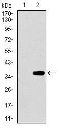 Western blot using PAX3 monoclonal antibody against HEK293 (1) and PAX3 (AA: 142-203)-hIgGFc transfected HEK293 (2) cell lysate.