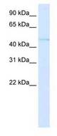 Western blot of fetal lung lysate using LS-B1554 at 0.25 ug/ml.