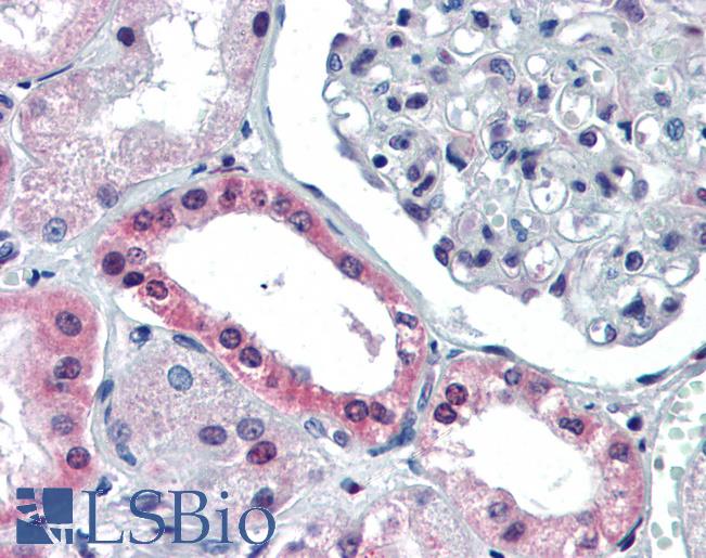 Anti-PAX4 antibody IHC of human kidney. Immunohistochemistry of formalin-fixed, paraffin-embedded tissue after heat-induced antigen retrieval. Antibody LS-B3487 concentration 5 ug/ml.