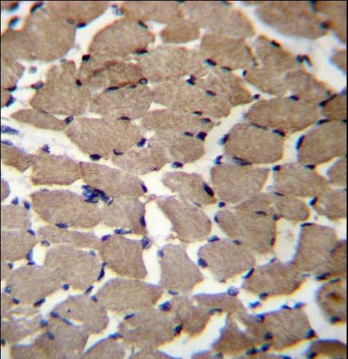 MGAT4C Antibody immunohistochemistry of formalin-fixed and paraffin-embedded human skeletal muscle followed by peroxidase-conjugated secondary antibody and DAB staining.