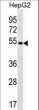 MGAT4C Antibody western blot of HepG2 cell line lysates (35 ug/lane). The MGAT4C antibody detected the MGAT4C protein (arrow).