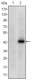 Western blot using PAX4 monoclonal antibody against HEK293 (1) and PAX4(AA: 105-232)-hIgGFc transfected HEK293 (2) cell lysate.
