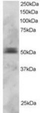 PAX5 antibody staining (3 ug/ml) of U937 lysate (RIPA buffer, 30g total protein per lane). Primary incubated for 1 hour. Detected by Western blot of chemiluminescence.