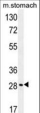 BRMS1L Antibody western blot of mouse stomach tissue lysates (35 ug/lane). The BRMS1L antibody detected the BRMS1L protein (arrow).