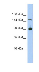 MGC50722 antibody LS-C111757 Western blot of 293T cell lysate.