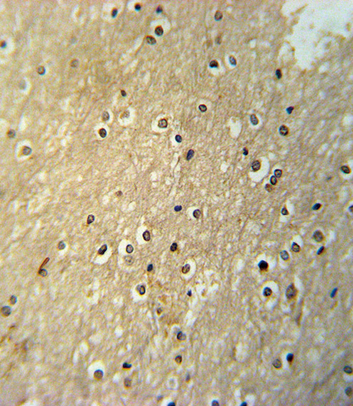 PAX6-T373 Antibody immunohistochemistry of formalin-fixed and paraffin-embedded human brain tissue followed by peroxidase-conjugated secondary antibody and DAB staining.