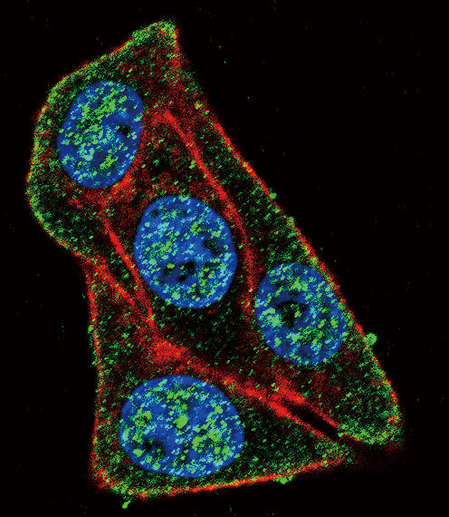Confocal immunofluorescent of PAX6-T373 Antibody with HeLa cell followed by Alexa Fluor 488-conjugated goat anti-rabbit lgG (green). Actin filaments have been labeled with Alexa Fluor 555 phalloidin (red). DAPI was used to stain the cell nuclear (blue).