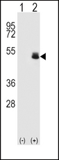 Western blot of PAX6 (arrow) using rabbit polyclonal PAX6 Antibody (T373). 293 cell lysates (2 ug/lane) either nontransfected (Lane 1) or transiently transfected (Lane 2) with the PAX6 gene.