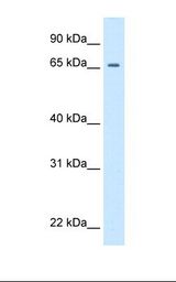Drosophila cell lysate. Antibody concentration: 0.5 ug/ml. Gel concentration: 12%.
