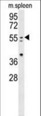 PAX7 Antibody western blot of mouse spleen tissue lysates (35 ug/lane). The PAX7 antibody detected the PAX7 protein (arrow).