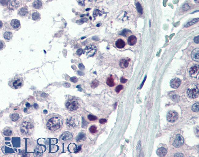 Anti-PAX7 antibody IHC of human testis. Immunohistochemistry of formalin-fixed, paraffin-embedded tissue after heat-induced antigen retrieval. Antibody LS-B3499 concentration 10 ug/ml.