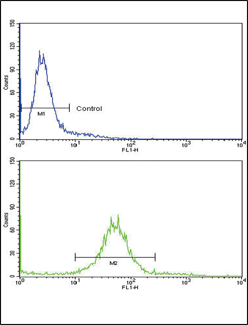 Flow cytometric of 293 cells using PAX8 Antibody (bottom histogram) compared to a negative control cell (top histogram). FITC-conjugated goat-anti-rabbit secondary antibodies were used for the analysis.