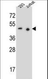 PAX9 Antibody western blot of 293,Jurkat cell line lysates (35 ug/lane). The PAX9 antibody detected the PAX9 protein (arrow).