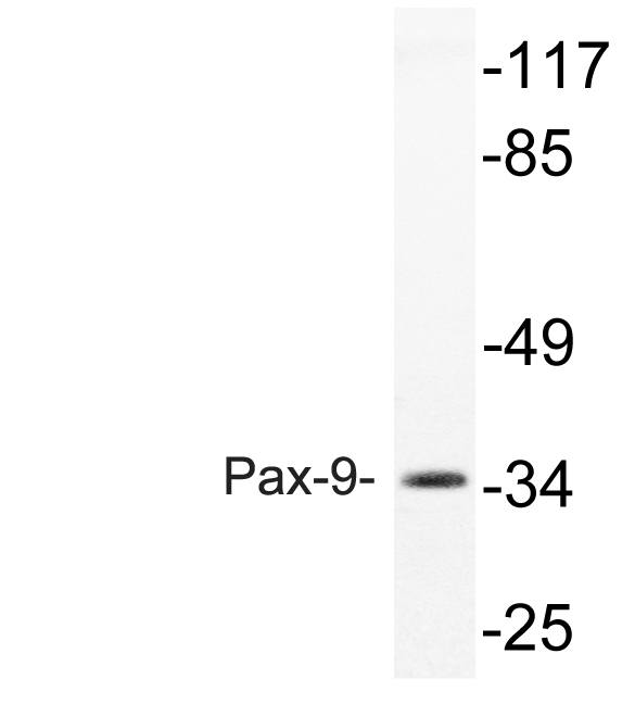 Western blot of Pax-9 antibody in extracts from rat heart