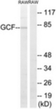 Western blot of extracts from RAW264.7 cells, using GCF Antibody. The lane on the right is treated with the synthesized peptide.
