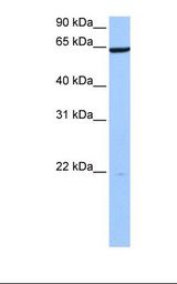 721_B cell lysate. Antibody concentration: 0.5 ug/ml. Gel concentration: 12%.