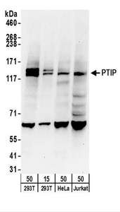 Detection of Human PTIP by Western Blot. Samples: Whole cell lysate from 293T (15 and 50 ug), HeLa (50 ug), and Jurkat cells. Antibodies: Affinity purified rabbit anti-PTIP antibody used for WB at 0.4 ug/ml. Detection: Chemiluminescence with an exposure time of 30 seconds.