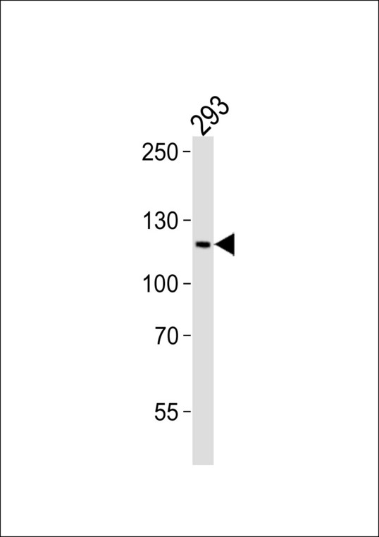 Western blot of lysate from 293 cell line with PAXIP1 Antibody. Antibody was diluted at 1:1000. A goat anti-rabbit IgG H&L (HRP) at 1:10000 dilution was used as the secondary antibody. Lysate at 35 ug.