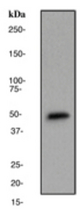 Western blot analysis on HeLa cell lysate using anti-PBK antibody, dilution 1:100000.