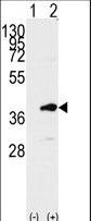 Western blot of PBK (arrow) using rabbit polyclonal PBK Antibody (C-term C300). 293 cell lysates (2 ug/lane) either nontransfected (Lane 1) or transiently transfected with the PBK gene (Lane 2) (Origene Technologies).