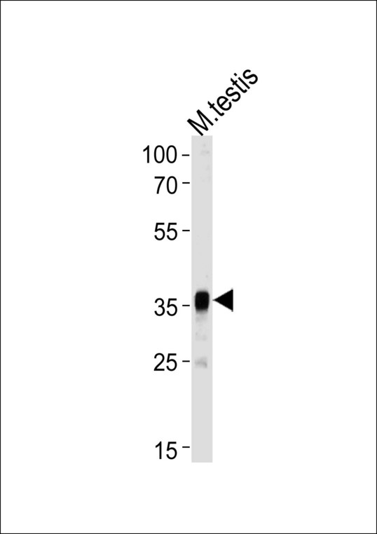Western blot of lysate from mouse testis tissue lysate, using Mouse Pbk Antibody. Antibody was diluted at 1:1000 at each lane. A goat anti-rabbit IgG H&L (HRP) at 1:5000 dilution was used as the secondary antibody. Lysate at 35ug per lane.