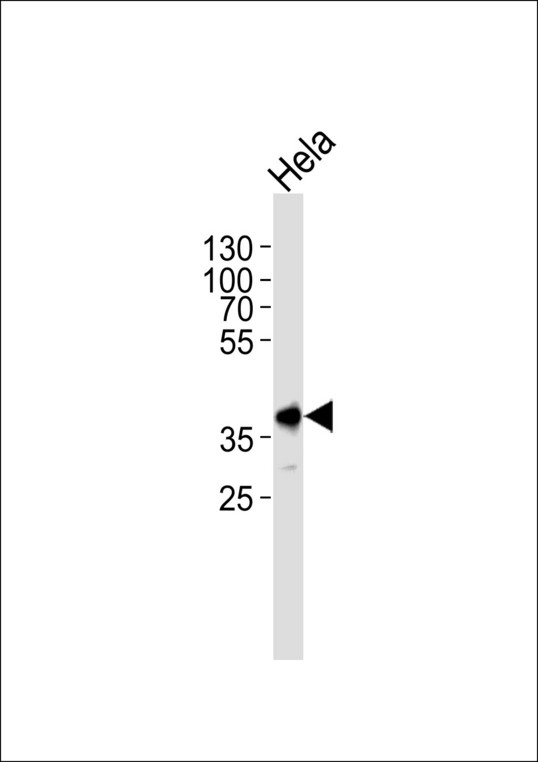Western blot of lysate from HeLa cell line, using Mouse Pbk Antibody. Antibody was diluted at 1:1000. A goat anti-rabbit IgG H&L (HRP) at 1:5000 dilution was used as the secondary antibody. Lysate at 35ug.