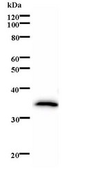 Western blot of immunized recombinant protein using PBX1 antibody.