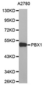 Western blot analysis of extracts of A2780 cell line, using PBX1 antibody.