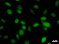 Immunostaining analysis in HeLa cells. HeLa cells were fixed with 4% paraformaldehyde and permeabilized with 0.1% Triton X-100 in PBS. The cells were immunostained with anti-PBX1 mAb.