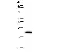 Western blot analysis of immunized recombinant protein, using anti-PBX1 monoclonal antibody.
