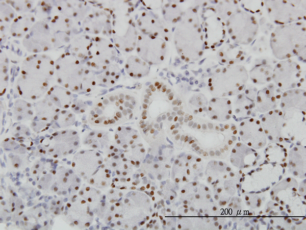 Immunoperoxidase of monoclonal antibody to PBX1 on formalin-fixed paraffin-embedded human salivary gland. [antibody concentration 3 ug/ml]